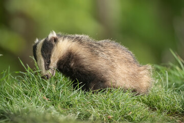 Badger on the grass, close up in Scotland