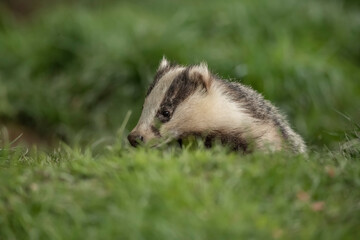 Badger on the grass, close up in Scotland © Digital Nature 