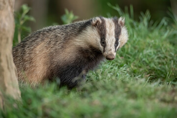 Badger on the grass, close up in Scotland © Digital Nature 