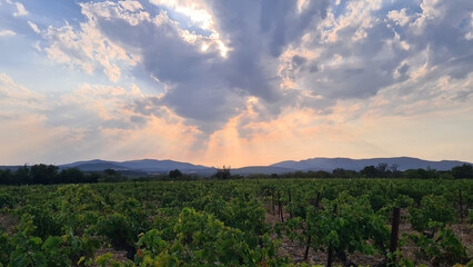 Lumière divine sur les vignes des Corbières
