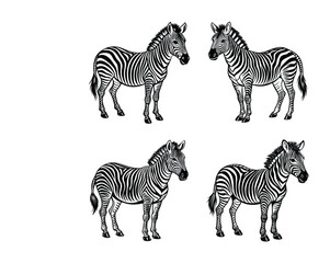 Fototapeta premium zebras isolated on white