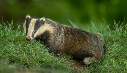 Badger on the grass, close up in Scotland © Digital Nature 