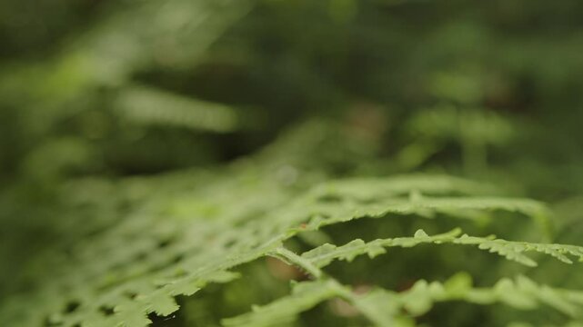 Fern Green Leaves In The Woods. - extreme closeup shot