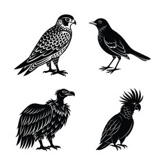 Obraz premium set of birds