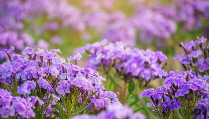 Obraz premium Close Up of Purple Flowers in a Field and Copy Space