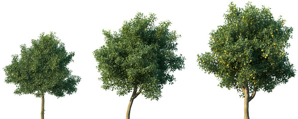 Set of Citrus limon (The lemon) frontal set trees isolated png on a transparent background perfectly cutout