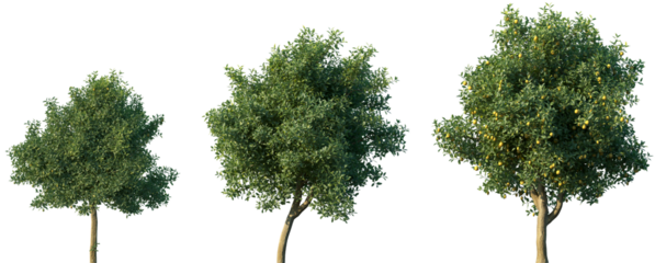 Set of Citrus limon (The lemon) frontal set trees isolated png on a transparent background perfectly cutout