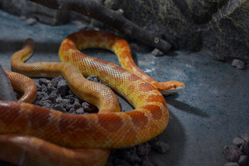 Vibrant orange corn snake resting on rocks in a terrarium setting