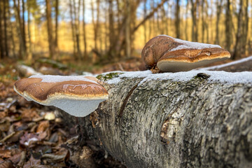 Birch polypores on dead old trunk of birch