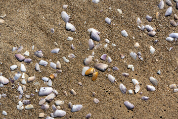 Shells in sand texture background. Seashell on sandy beach nature pattern, ocean dune clams in sunny day