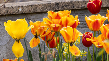 Obraz premium Vibrant orange and yellow tulip display.