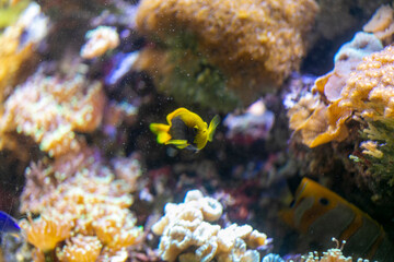 A small yellow fish is energetically swimming in a vibrant coral reef