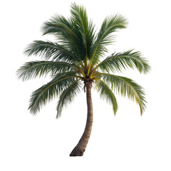 Obraz premium Palm Tree in Tropical Paradise Nature Photography Vibrant Colors Lush Environment Close-Up View Serenity and Relaxation Concept for Nature Lovers