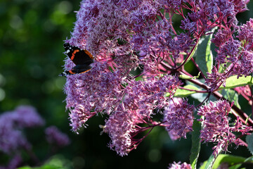 Der Schmetterling Admiral "Vanessa atalanta" sitzt auf einer Blüte des Riesen Wasserdost "Eupatorium fistolosum"