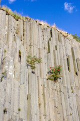 Majestic basalt mountains from which trees grow. Rod-shaped hexagonal stone mountains in the...