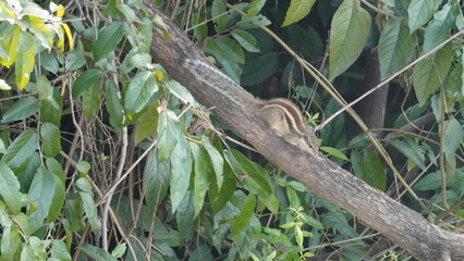 The Squirrels: Close-up of a squirrel in natural habitat, showcasing its expressive eyes, fluffy tail, and tiny paws, capturing a moment of curiosity.