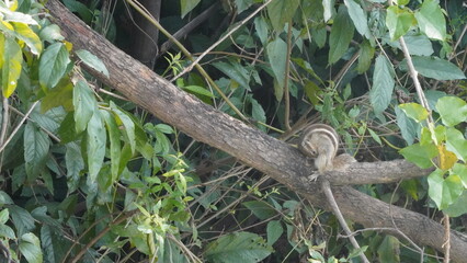 The Squirrels: Close-up of a squirrel in natural habitat, showcasing its expressive eyes, fluffy tail, and tiny paws, capturing a moment of curiosity.
