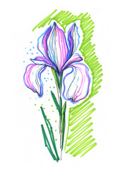Irises, blue purple flowers, hand-drawn doodles with a felt-tip pen, illustration on a white background. Blue lilac spring flowers, drawing with markers.