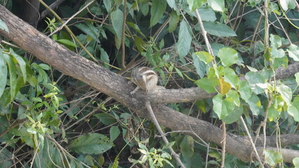 Obraz premium The Squirrels: Close-up of a squirrel in natural habitat, showcasing its expressive eyes, fluffy tail, and tiny paws, capturing a moment of curiosity.