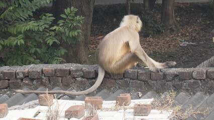 A solitary langur monkey sits peacefully on a terrace, delicately eating, its long tail curled and expressive eyes alert.