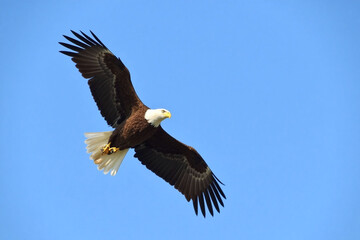 Naklejka premium American bald eagle in mid-flight with details