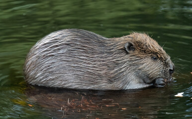 Beaver gnawing on a twig in a river in the united kingdom