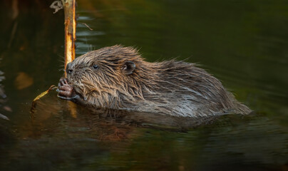 Baby Beaver gnawing on a twig in a river in the united kingdom