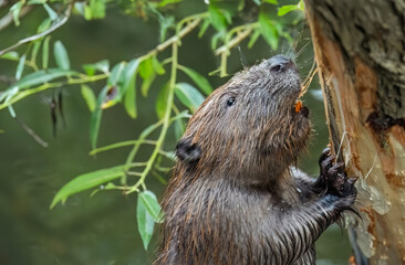 Beaver gnawing on a tree trunk beside a river in the united kingdom