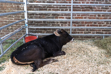 Resting Canannina cow in a barnyard enclosure with brick walls and bedding. Production meat and...