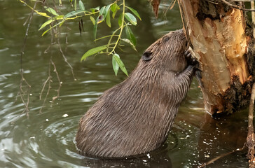 Beaver gnawing on a tree trunk beside a river in the united kingdom © Digital Nature 