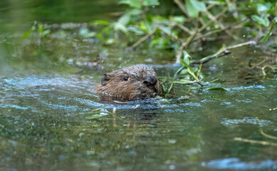 European beaver eating leaves in a river, united kingdom