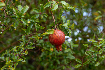 Fruits of ripe persimmons on a tree in the rays of the autumn sun