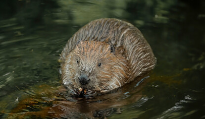 Beaver gnawing on wood in a river in the united kingdom