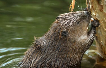 Beaver in a river, close up gnawing on a tree, united kingdom