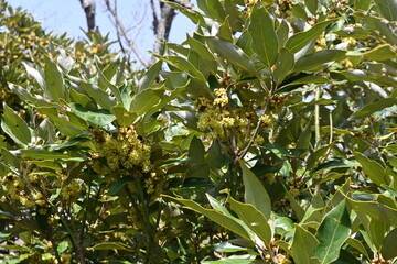 Neolitsea sericea flowers. Lauraceae evergreen tree.
Dioecious, it produces many small yellowish-brown flowers in late autumn.