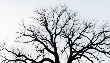 Black and white Tree leafless branches, black silhouette of old oak tree crown on white clear sky background. Generative AI.