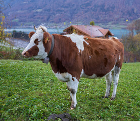 Adult bull on a pasture in Switzerland