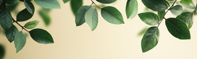 Fototapeta premium Close up of a plant with green leaves