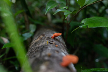 Tree trunk covered in fungus or tree shoots