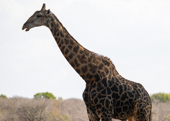 Obraz premium Afrikanische Tiere Giraffe im Busch vom Krüger National Park - Kruger Nationalpark Südafrika