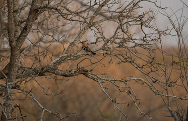 Krüger National Park, Kruger Nationalpark, Afrika, Südafrika, Impalas, Impala, Antilope, Aepyceros, Aepyceros melampus, afrikanische Antilopen, Schwarzfersenantilope, Antilopen, Schwarznasenimpala, Wi