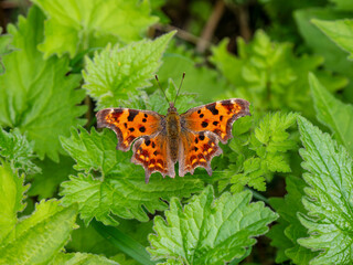Obraz premium Comma Butterfly Resting on Stinging Nettles