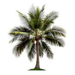 Fototapeta premium Palm tree isolated on white background