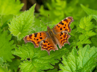 Comma Butterfly Resting on Stinging Nettles