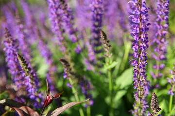 Vibrant lavender flowers in bloom