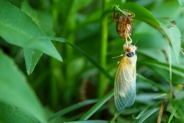 Cicada emerging from exoskeleton on green leaf.