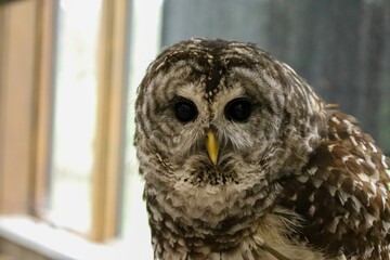 Obraz premium Beautiful Barred Owl Close-Up