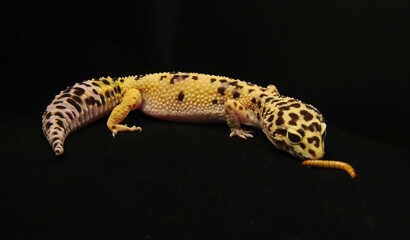 Leopard Gecko Close-Up