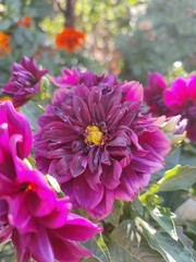 Vivid purple Dahlia bloom in sunlit garden