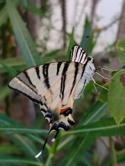 Swallowtail butterfly resting on greenery